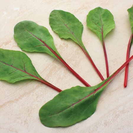 Ruby Fresh, (F1) Swiss Chard Seeds - 25,000 Seeds image number null
